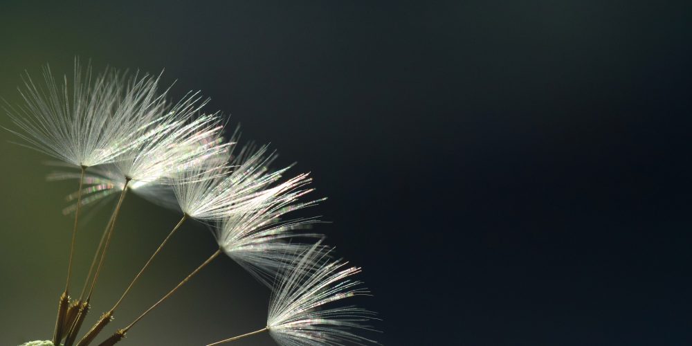 Hoogsensitiviteit-bij-kinderen-Senzy